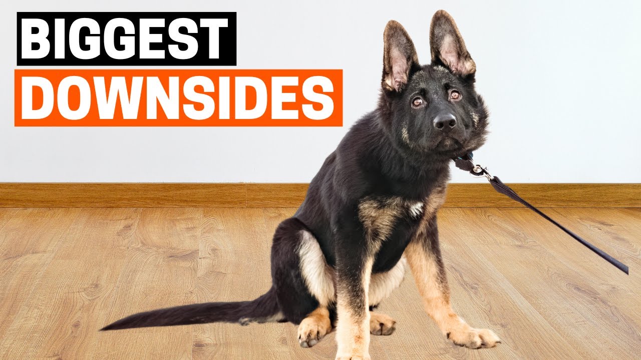 7 Problems of Owning a German Shepherd!