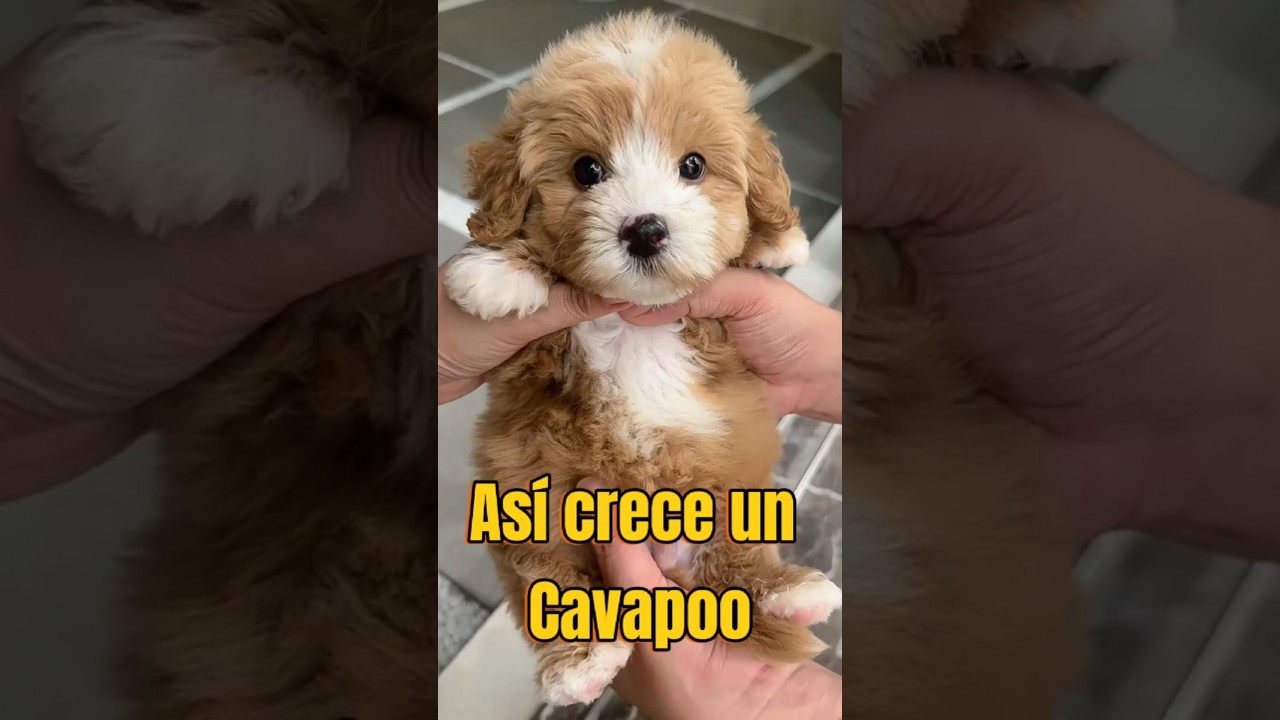 ¡Así es como crece un Cavapoo!