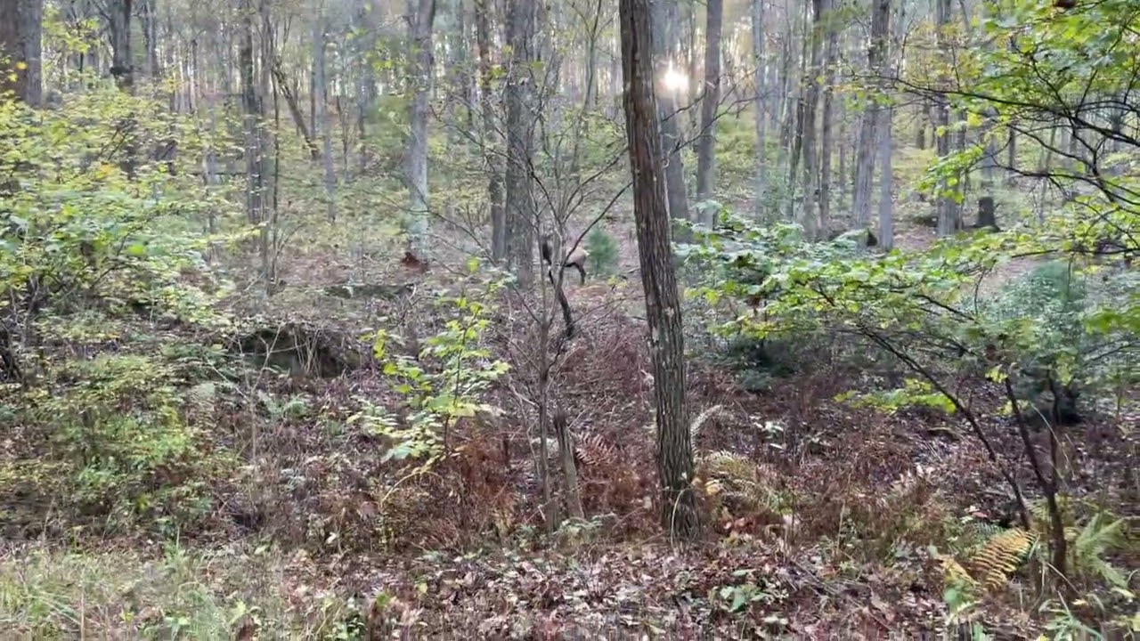 Elk Rut October 2025 - Quehanna Wild Area #3