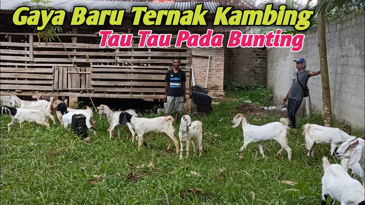 Ternak Kambing Di Kandang Koloni Semi Umbaran Hasil Sesuai Harapan