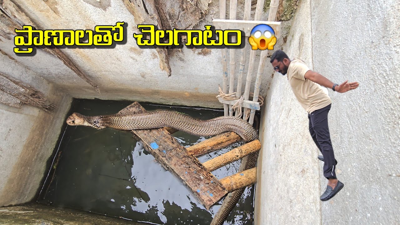 #Indiansprectacled  #cobra snake Rescue || ప్రాణాలతో చెలగాటం!! Contact 7396969617