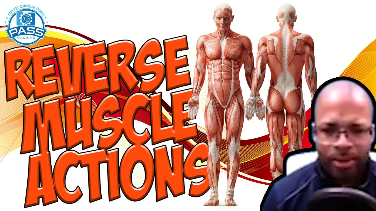 NPTE Practice Questions: Reverse Muscle Actions