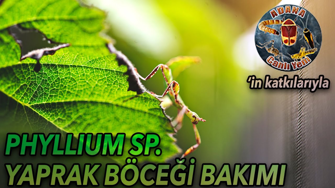 Phyllium Yaprak Böceği Bakımı, Teraryum Şartları