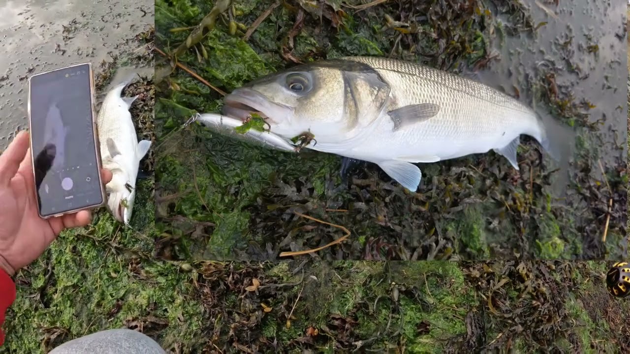 Autumn Bass on IMA PUGACHEVS COBRA GPoint