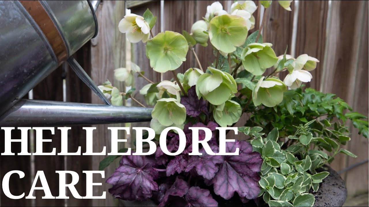 Hellebore Care // First Spring Containers