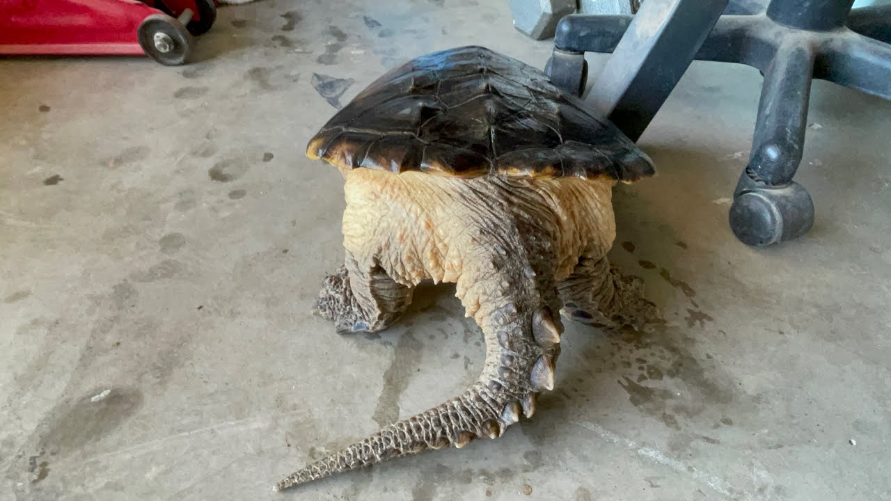 Weighing my Common Snapping turtle Onyx and numbers for the boat.