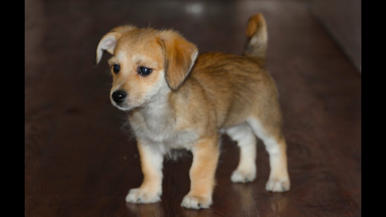 How to Litter Potty Train a Puppy Dog