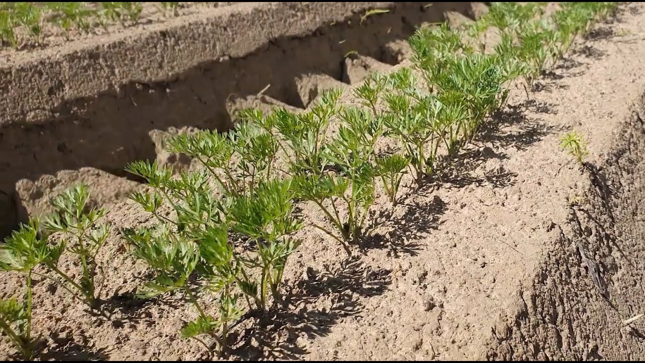 Efekty stosowania kwas&oacute;w humusowych i BacterPlant w uprawie warzyw. Rozmowa z rolnikiem.