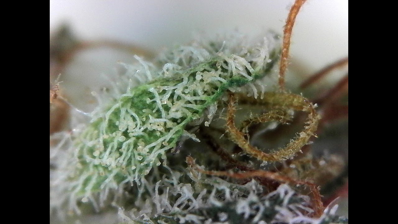 Cannafo Strain Index Tutorial at the Bend THC Fair