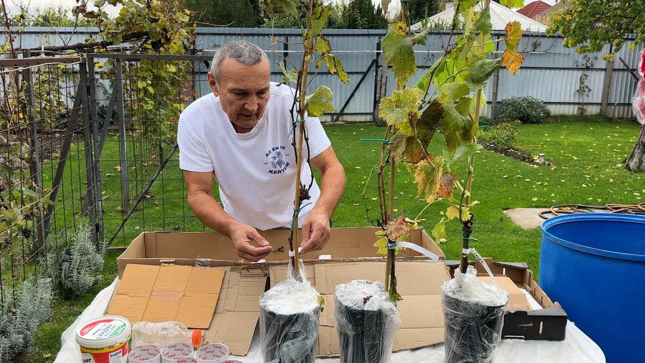 Három méregdága szőlő csemete, 2023.10.31. - Three vine seedlings, cost an arm and a leg, 31/10/2023