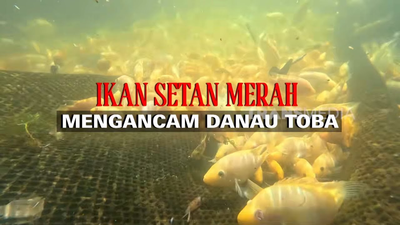 IKAN SETAN MERAH MENGANCAM DANAU TOBA | INDONESIAKU (02/02/26)