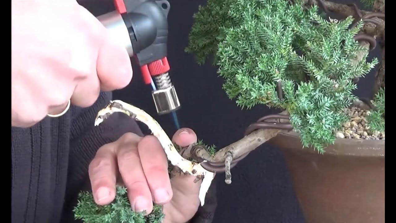 Bonsai 2020-10 - Wacholder - Juniperus - Umtopfen, Totholz und richtig kalter Wind!