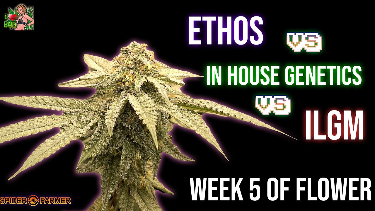 ILGM vs ETHOS vs IN HOUSE GENETICS Wk5 of  Flower