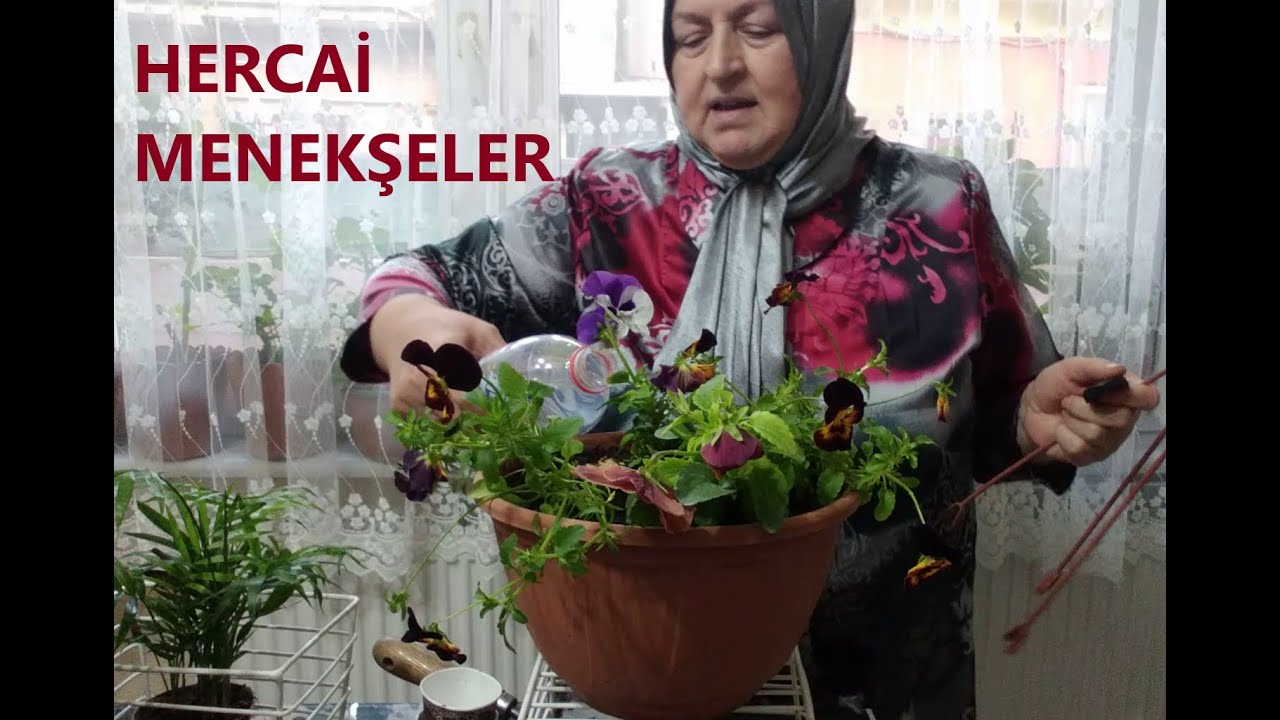 HERCAİ MENEKŞELER HANGİ MEVSİMLERDE EKİLİR / BAKIMI VE SULAMASI NASIL YAPILIR / NERELERDE BAKILIR.