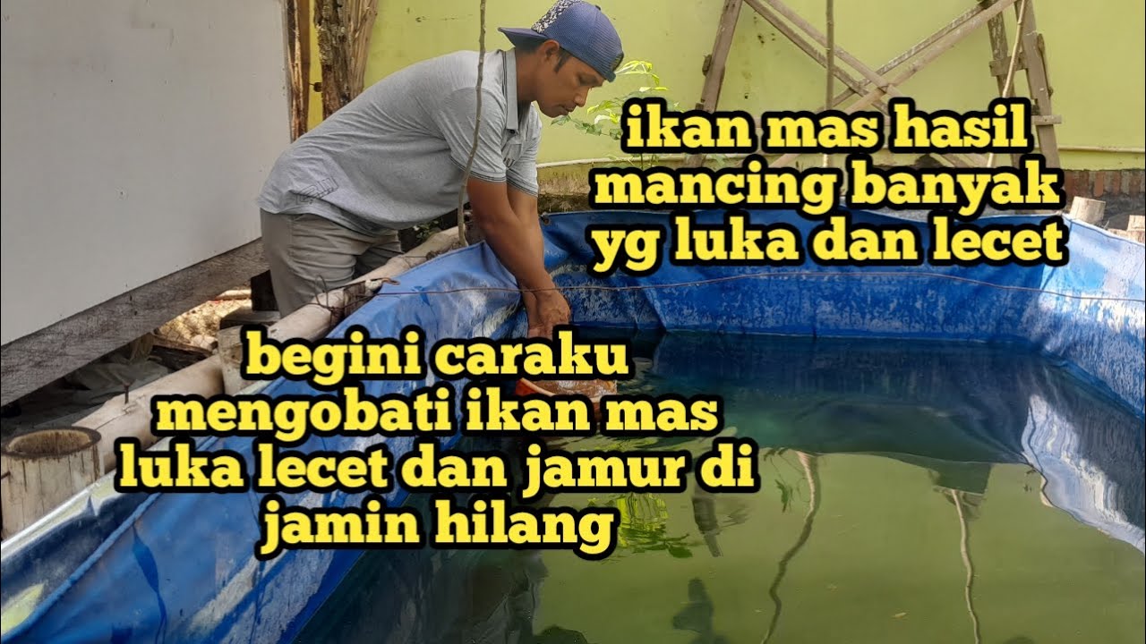 LUKA LECET DAN JAMUR DI IKAN MAS HILANG DENGAN PENGOBATAN CARA INI || 100% BERHASIL