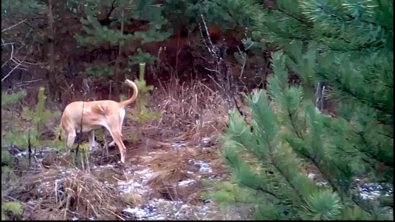 Натаска. Тренировка охотничьей собаки 