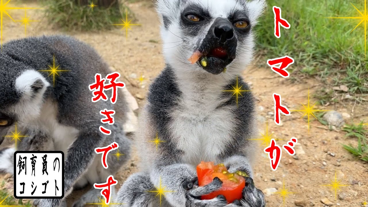 ついにトマト収穫のとき！ワぉキツネザルを満足させることはできるのか！？【飼育員のコシゴト】