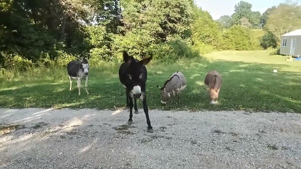 Donkeys