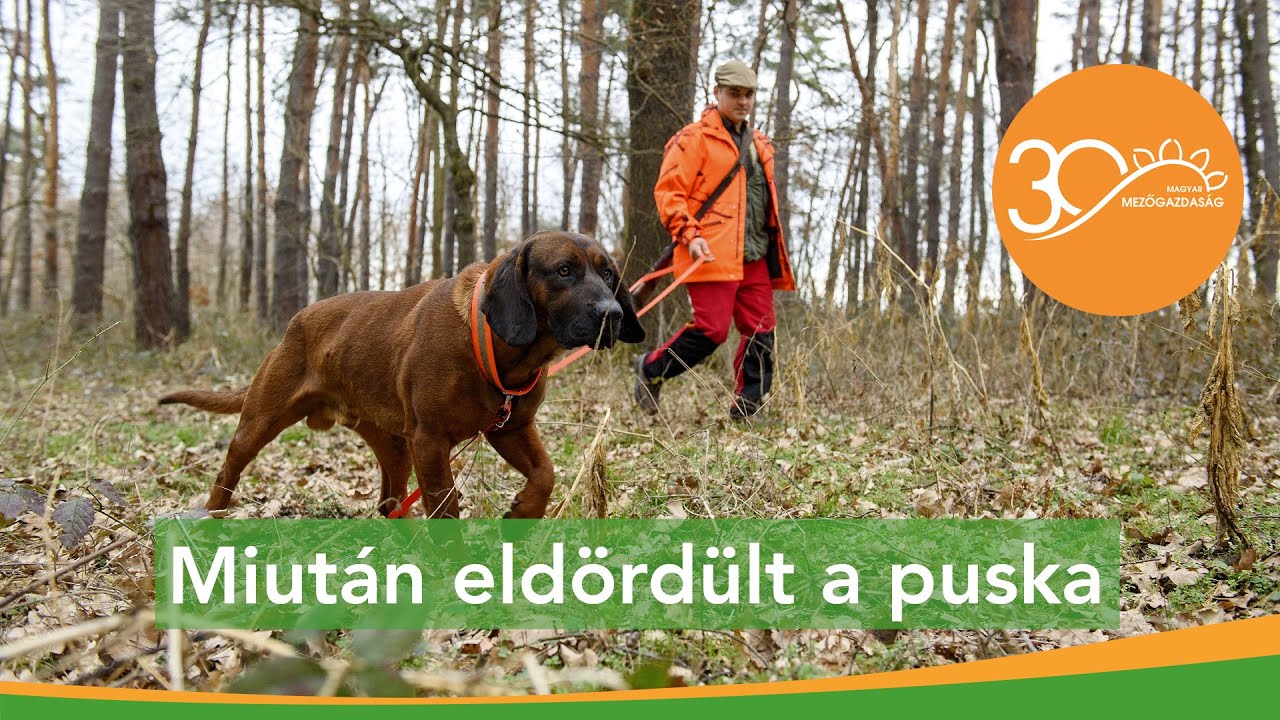MMG - Véreb a meglőtt vad nyomában