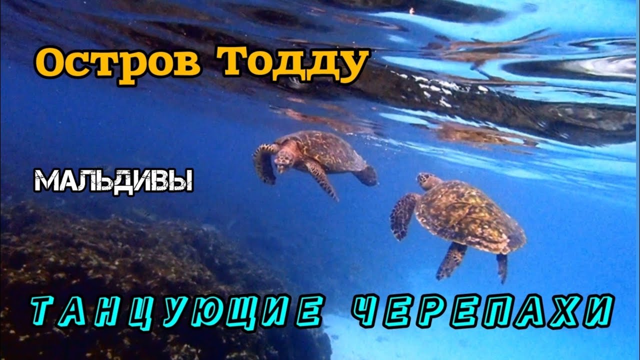 Танцующие черепахи острова Тодду: как же они прекрасны!
