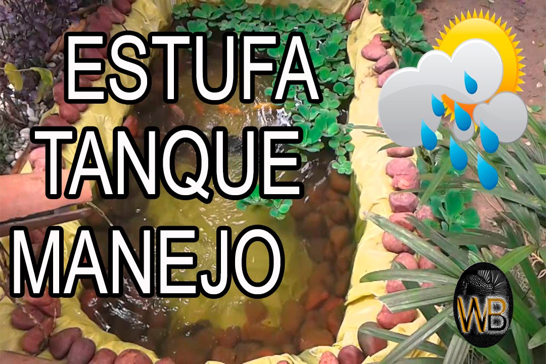PEIXE BETTA ESTUFA E MANEJO (CRIADOR 15)