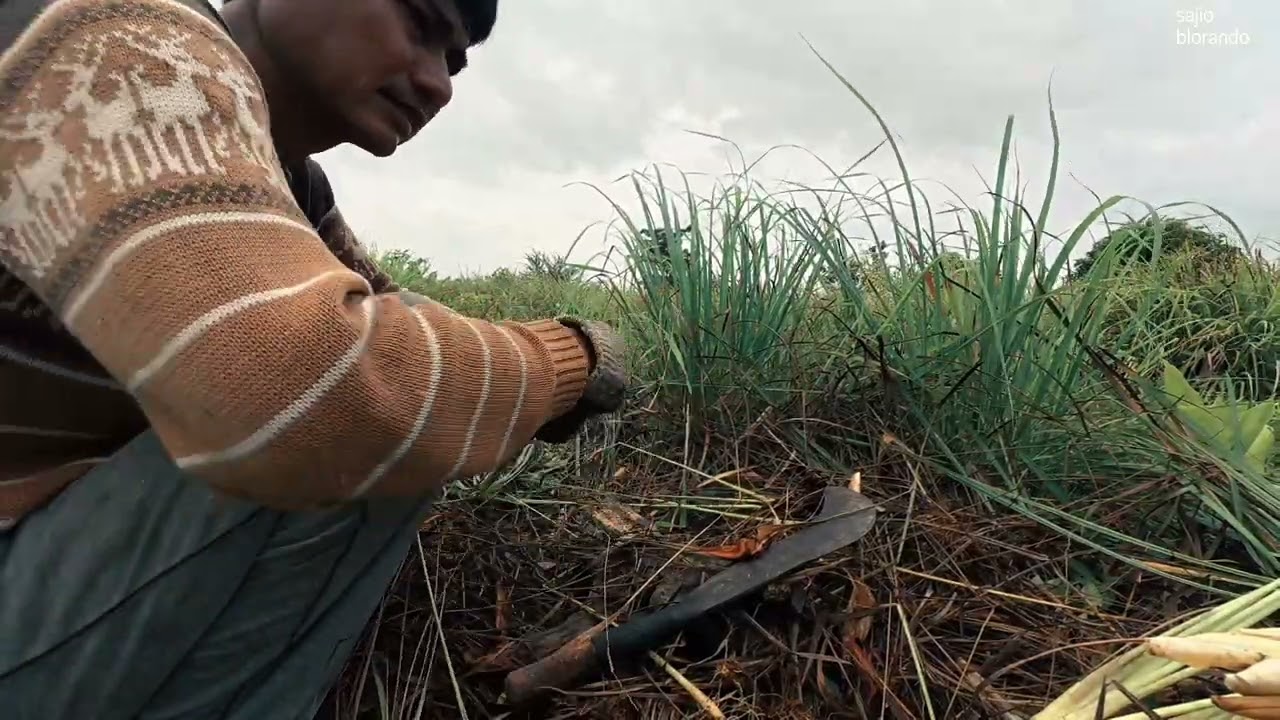 Petani Serai : Panen 20Kg