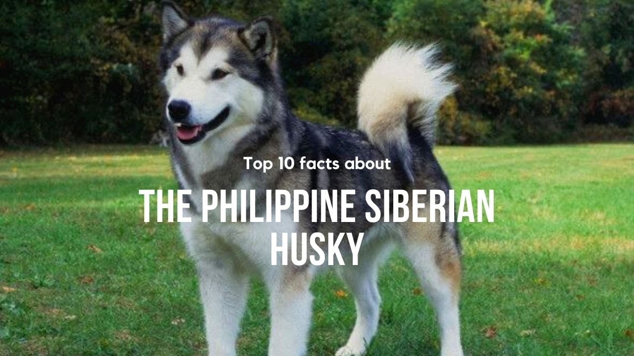 10 FACTS ABOUT THE PHILIPPINE SIBERIAN HUSKY