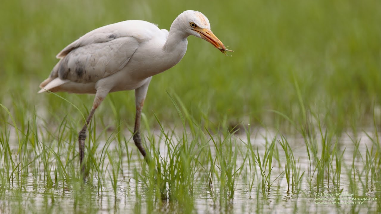 Birdwatching in the rice fields of Hiriwadunna (Habarana), Sri Lanka – May 2024