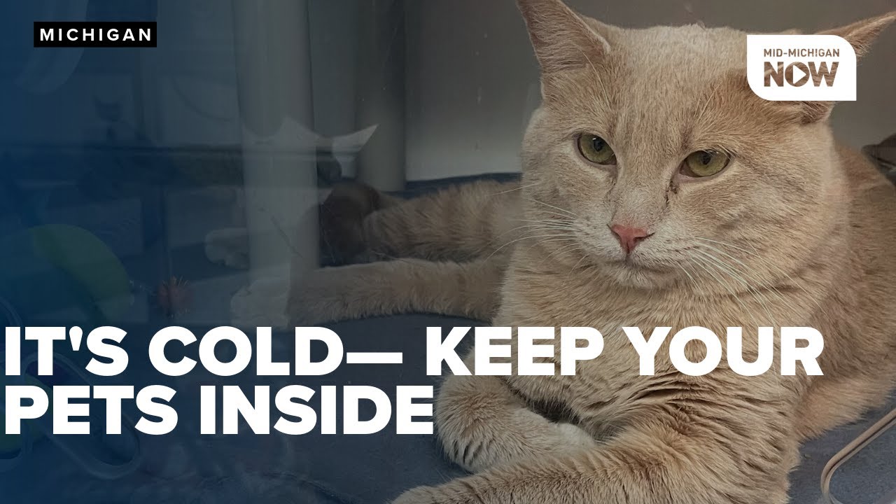 Animal shelters urge pet owners to keep animals inside as temperatures drop in Michigan