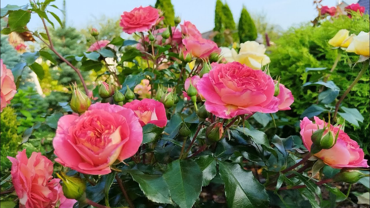 Из дождливого лета приветы 🐈🌹🐈‍⬛ Сто роз и Два Кота* снова в гостях у Юли