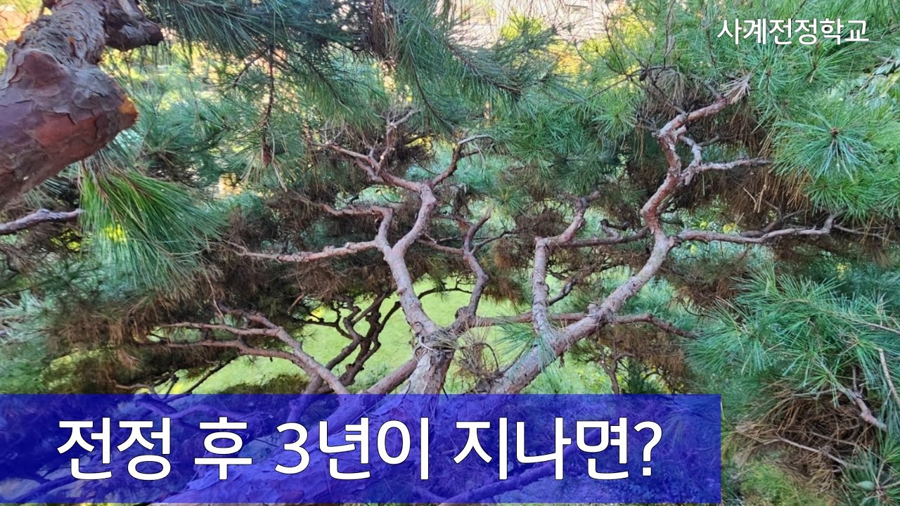 전정 후 3년이 지나면? #270사계전정학교 25  10 11
