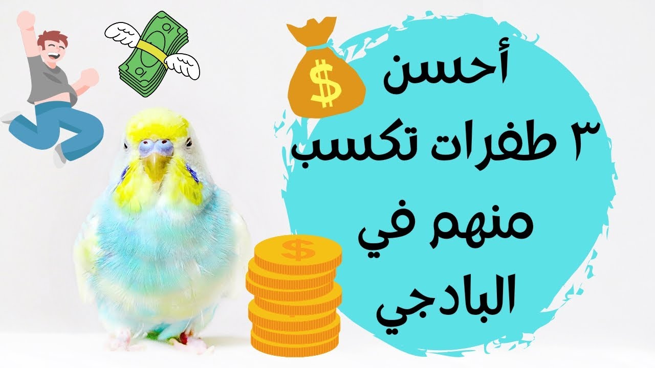 بلاش تضيع وقتك في إنتاج عصافير بدون قيمه | ازاي تكسب من البادجي