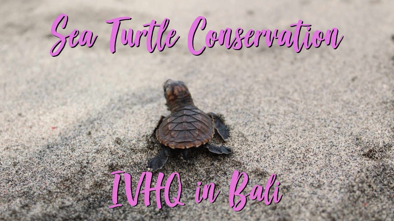 A Day in the Life of a Sea Turtle Conservation Volunteer in Bali with IVHQ
