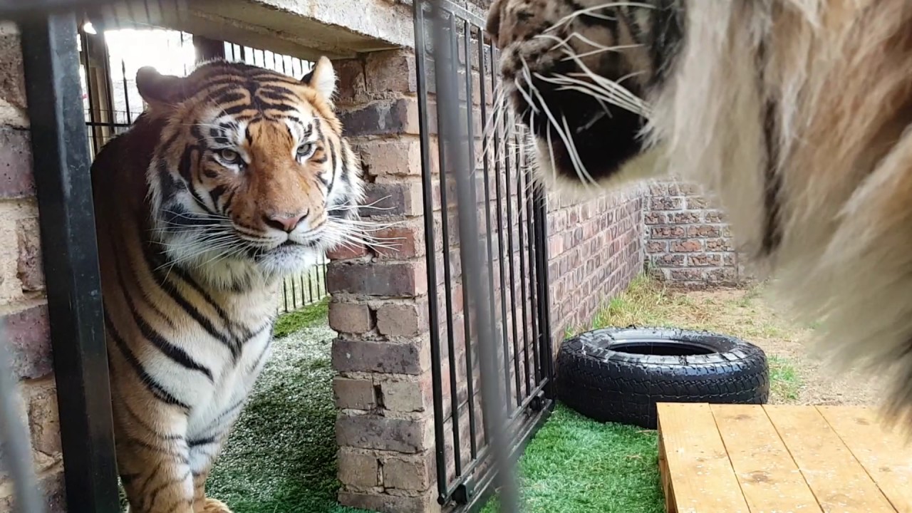 Tigers fight , this is why You don't  fight them!