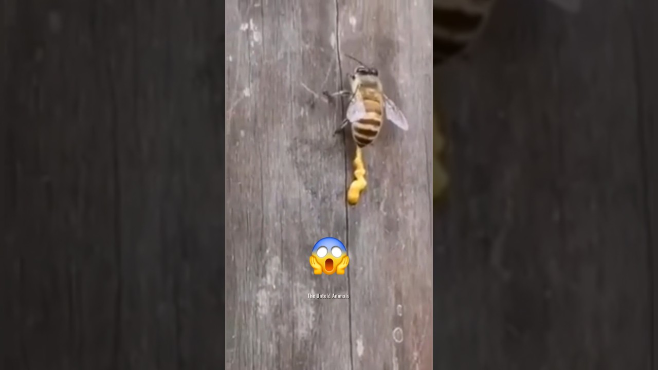 How bee make honey?