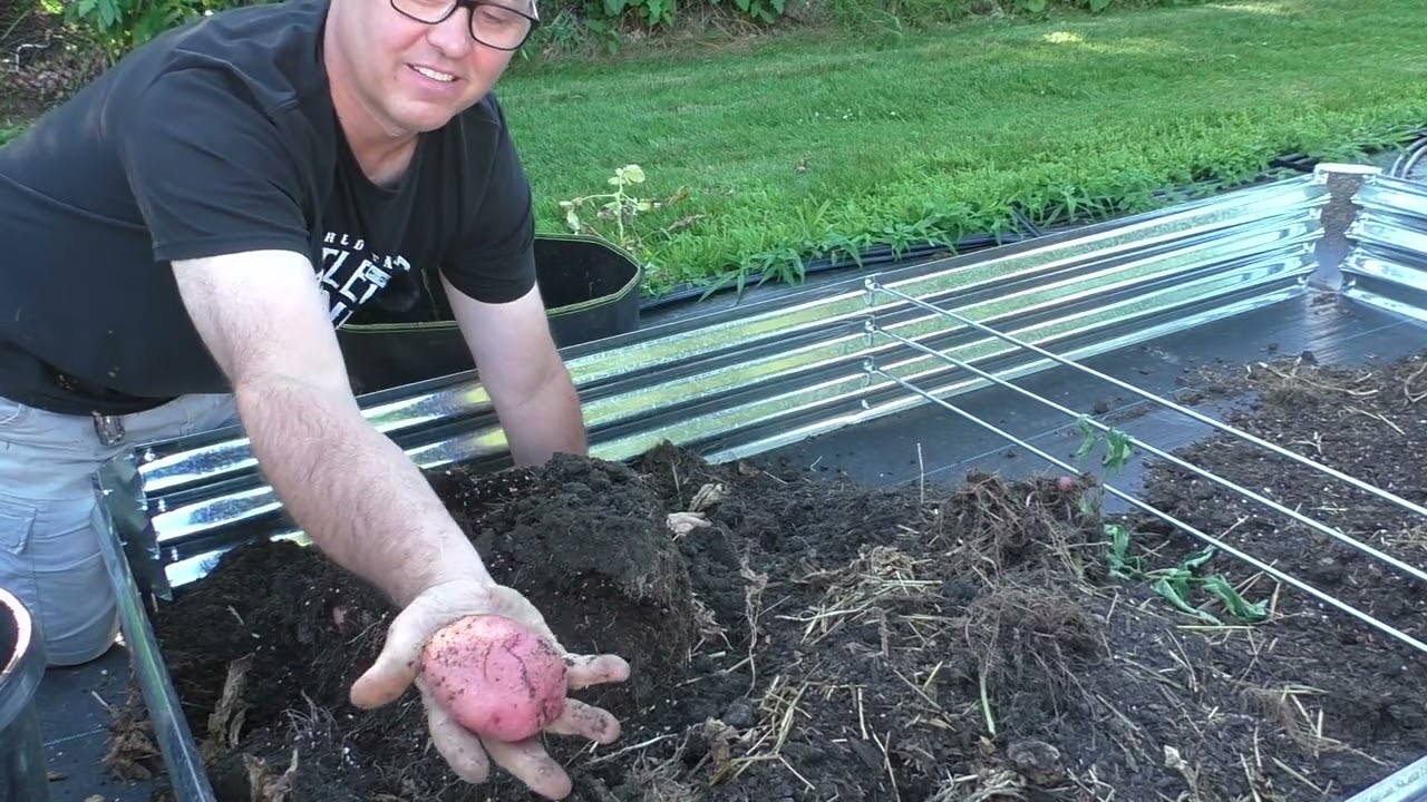 July 2025 Garden, Red Norland Potato Harvest