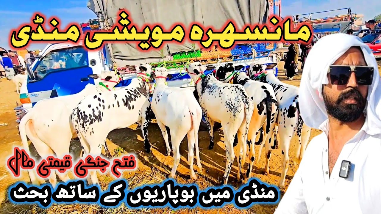 Mansehra Mawashi Mandi 1 December Latest Price Update | Desi And Fathagunji Bulls 