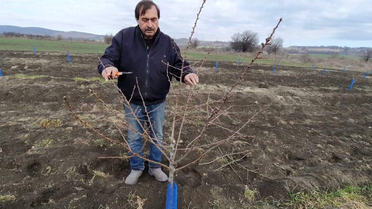 Резитба на бадем 