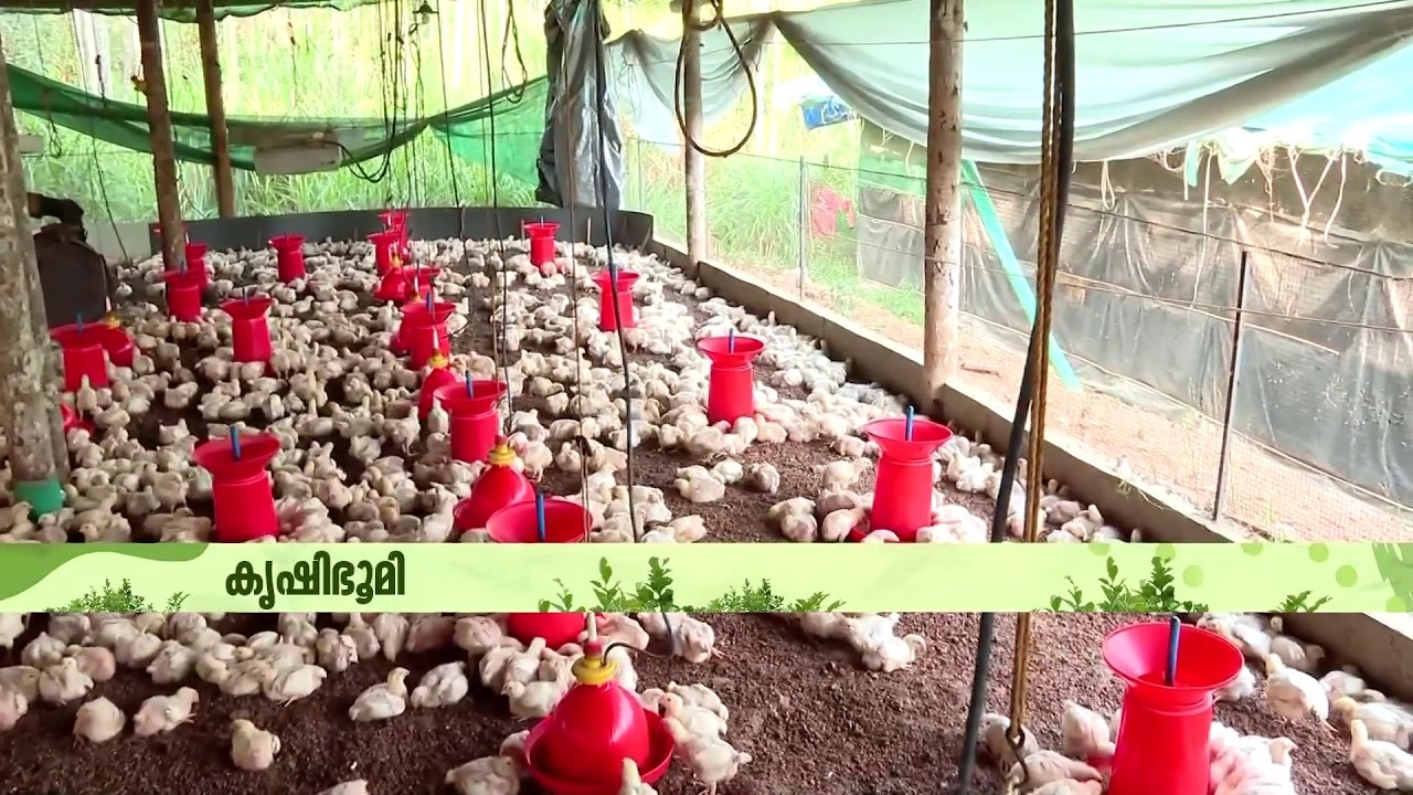 വിദേശത്തുനിന്ന് തിരിച്ചെത്തി രണ്ട് പോത്തിനെ വാങ്ങി; ഇന്ന് കാട മുതൽ അലങ്കാരപക്ഷികൾ വരെയുണ്ട്