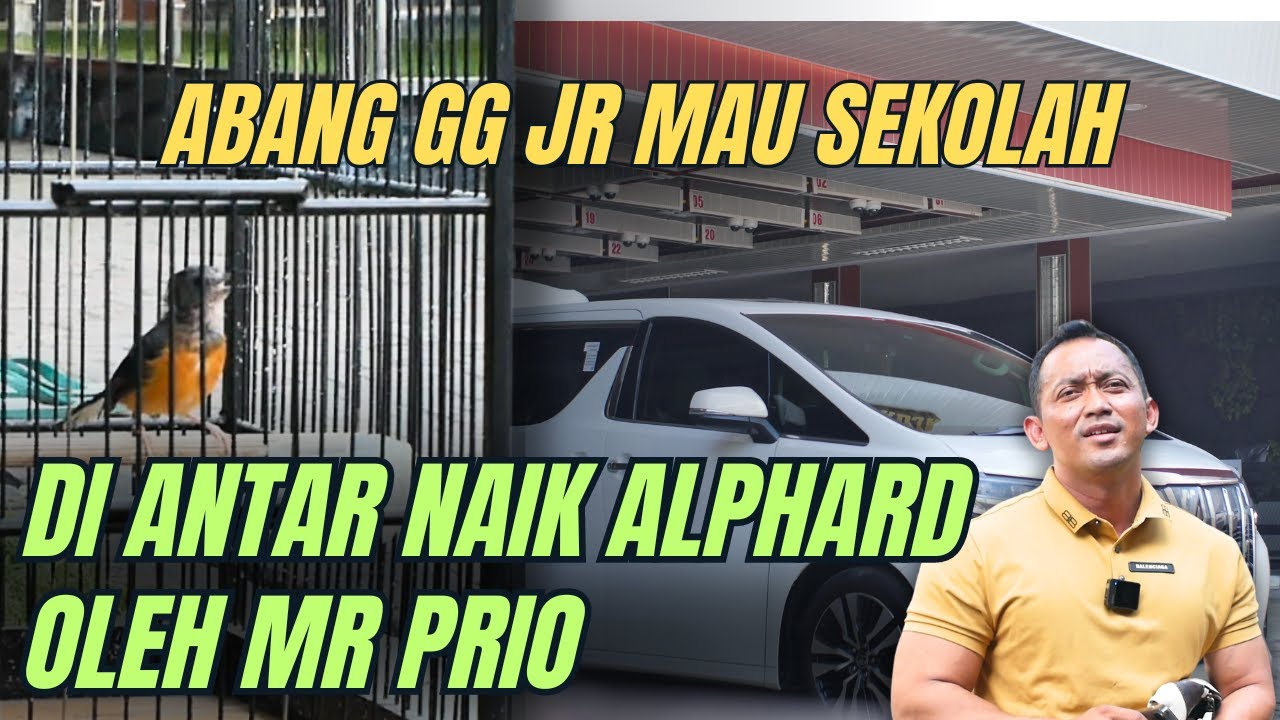 Murai Batu Abang GG JR Sekolah Dulu Om Bro, Biar Besarnya Makin JOS dan Melebihi Ayahnya