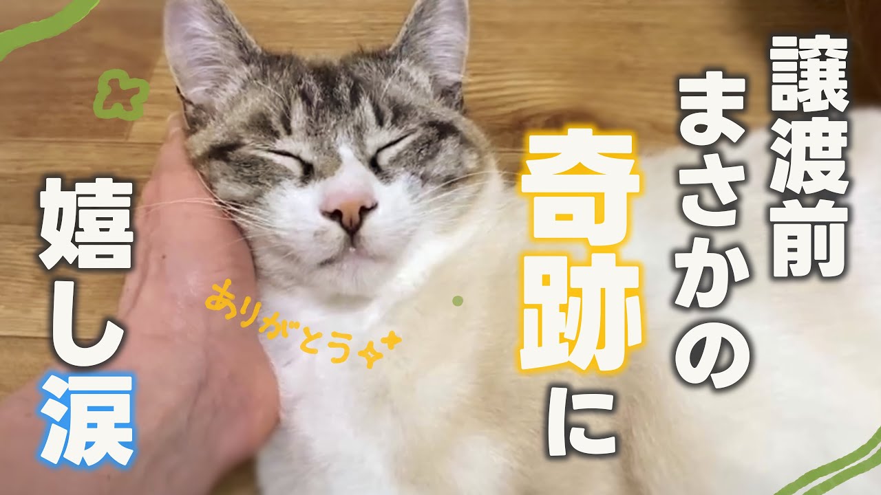 続く保護猫譲渡、涙をこらえていた管理人に追い打ちをかけるように泣かせに来る猫ちゃん😭💖 【保護猫シェルター】