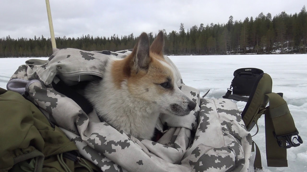 Pilkkireissu Syvälammelle