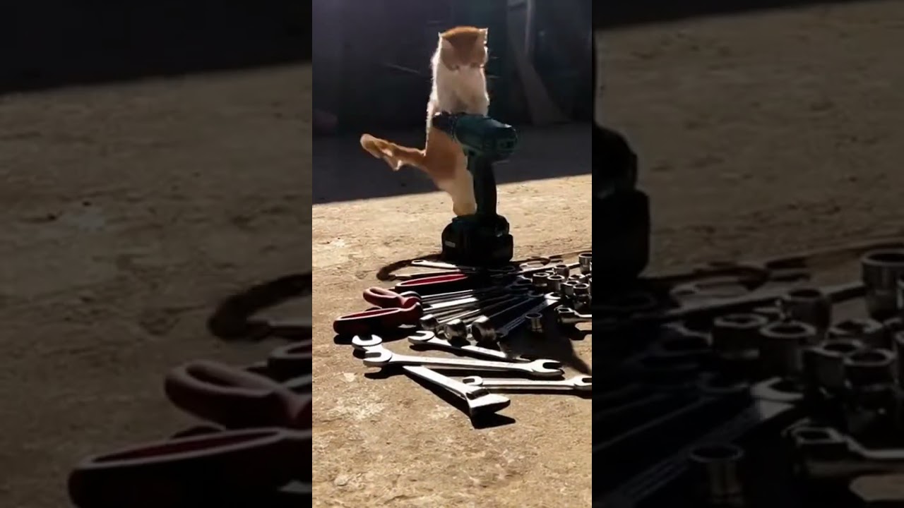 @gunner_ralls: Watch this adorable kitten play with a toy 