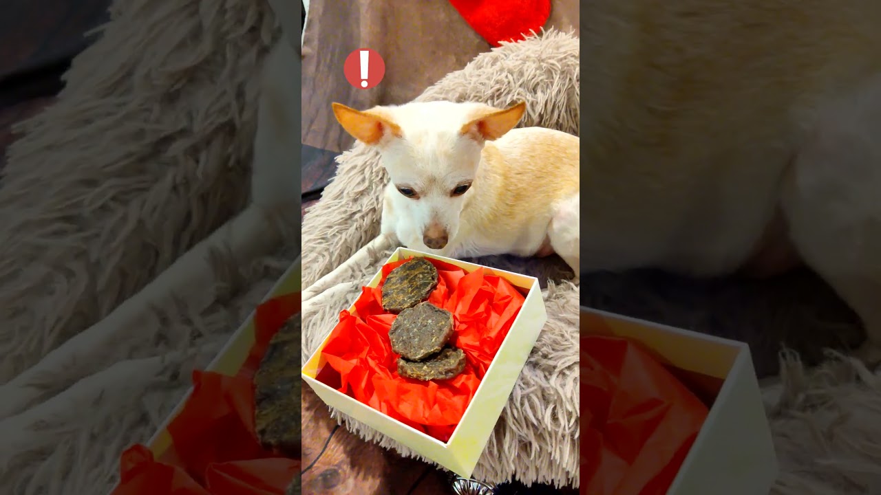 Cute Chihuahua Gets a Christmas Gift
