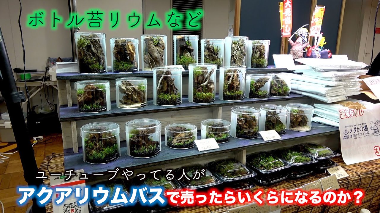 ユーチューブやってる人がアクアリウムバスに出店するといくら稼げるのか！？苔リウムなど売ってみた。出店までの道のり。気になる売り上げ発表します。