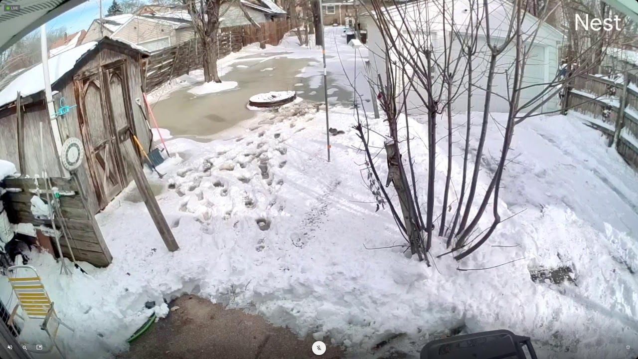 Morning Backyard Stream