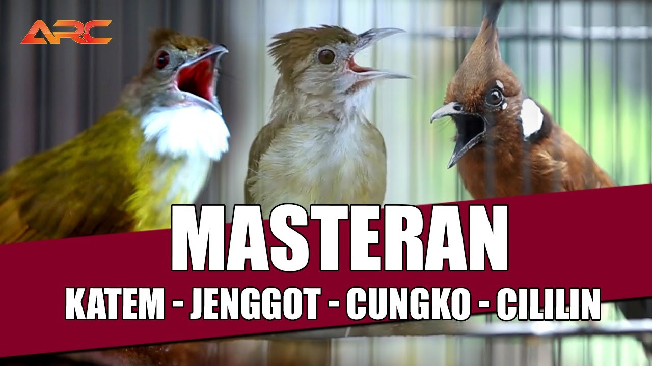 MASTERAN KAPAS TEMBAK - JENGGOT - CUNGKO - CILILIN