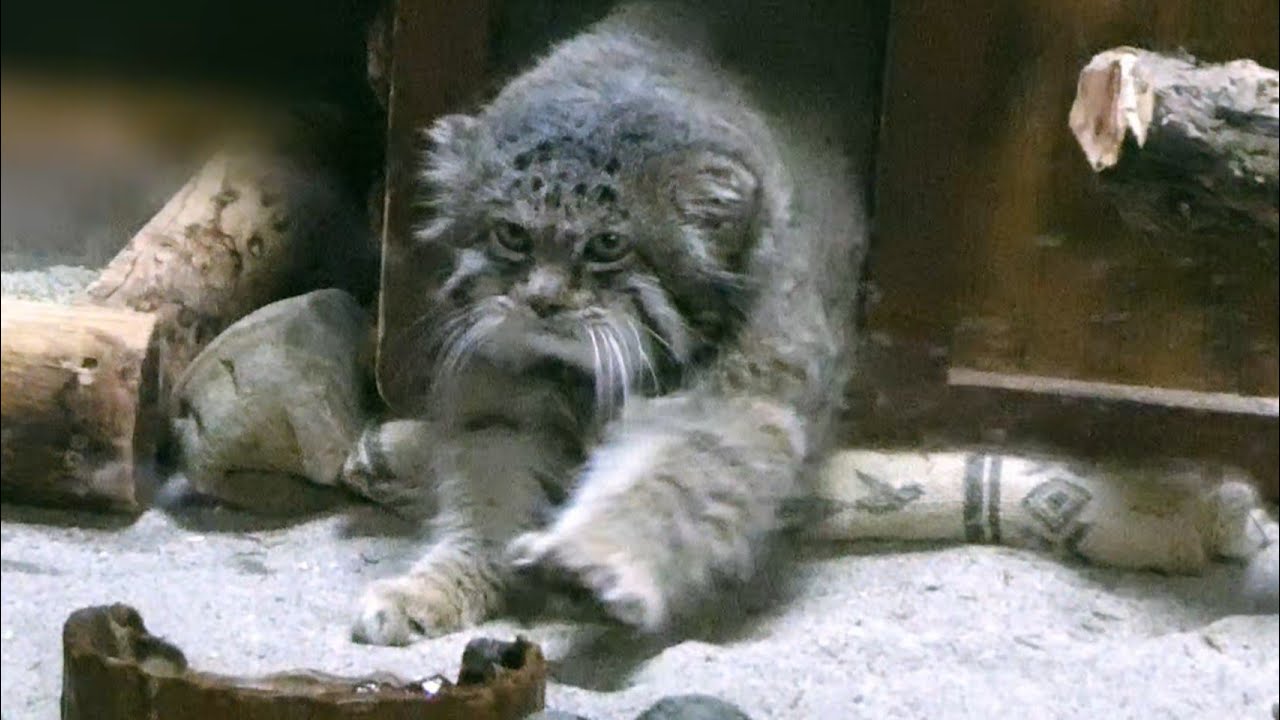 Наконец-то появился пушистый Большой Папочка! Мы познакомились с легендарным котом Палласа Курьонгом