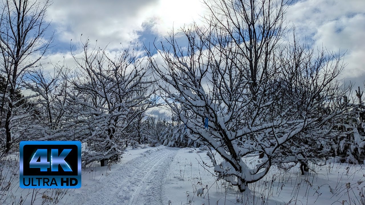 4K Virtual Cross Country Skiing - Mid Winter Fresh Snowfall - Hockley Valley - Nordic Skiing