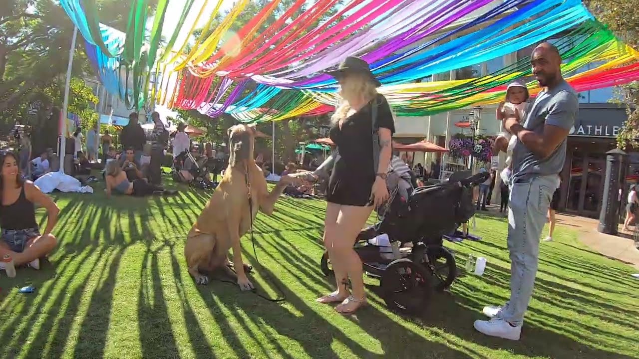 Cash 2.0 Great Dane at The Grove and Farmers Market in Los Angeles 37